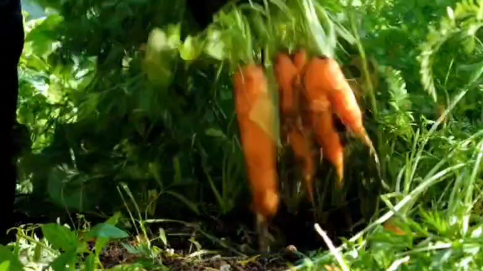 Carrot - แครอท
